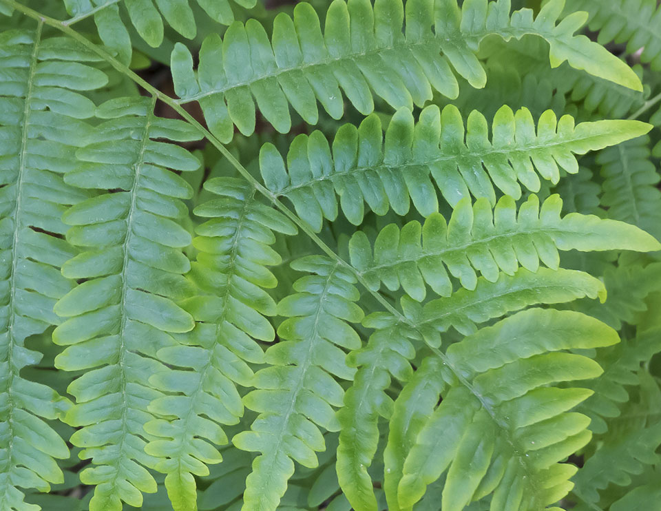 Ferns of the Adirondack Park: Eastern Bracken Fern (Pteridium aquilinum) at the Paul Smith's College VIC (22 June 2014).