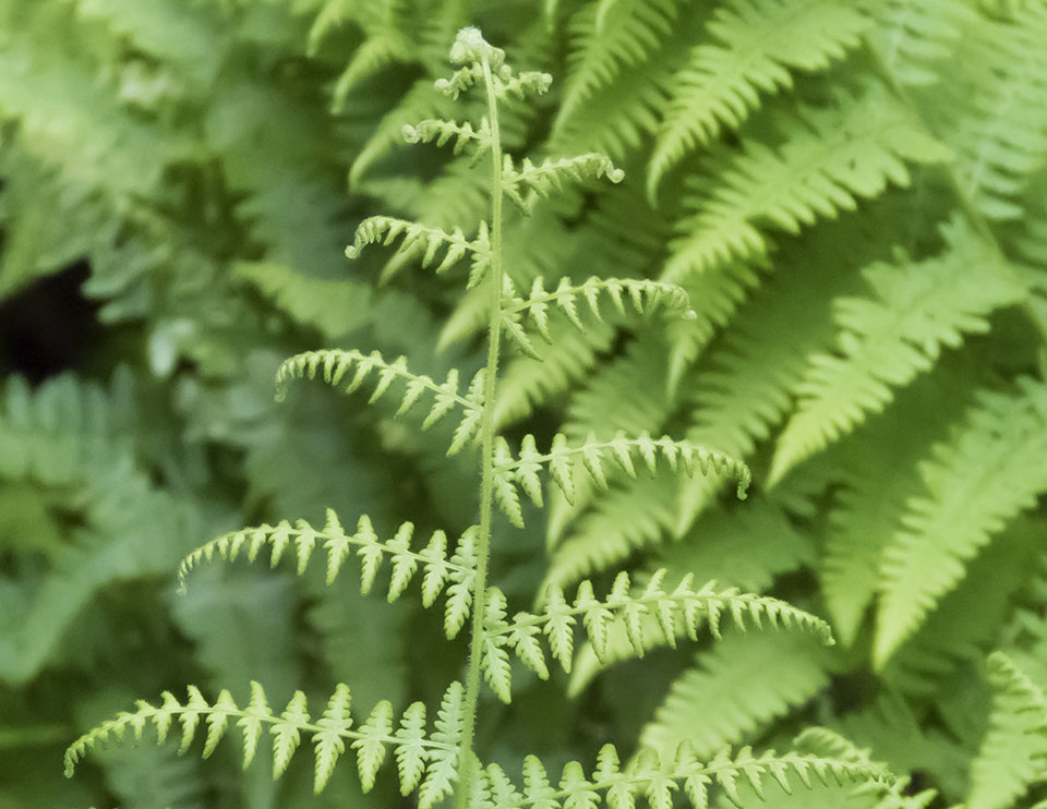 Ferns of the Adirondack Park: Hay-scented Ferns (Dennstaedtia punctilobula) in the Nature Museum's Fern Garden at Heart Lake (28 June 2017). Click for a larger image, opening in a new window. Ferns of the Adirondack Park: Hay-scented Ferns (Dennstaedtia punctilobula) in the Nature Museum's Fern Garden at Heart Lake (28 June 2017).