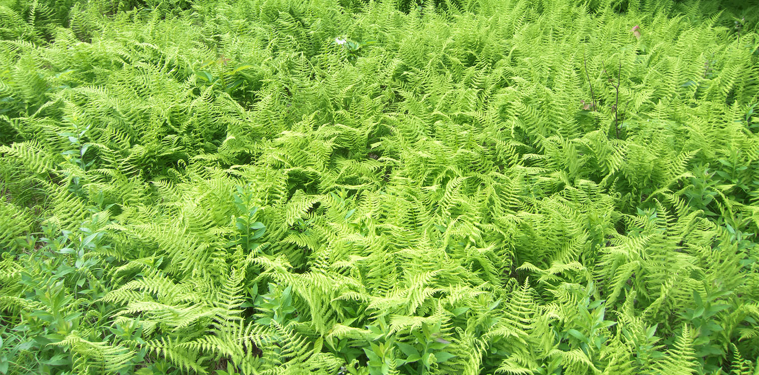 Ferns of the Adirondack Park: Hay-scented Ferns (Dennstaedtia punctilobula) on the ski slope on the Heart Lake Trail (28 June 2017). Click for a larger image, opening in a new window. Ferns of the Adirondack Park: Hay-scented Ferns (Dennstaedtia punctilobula) on the ski slope on the Heart Lake Trail (28 June 2017).