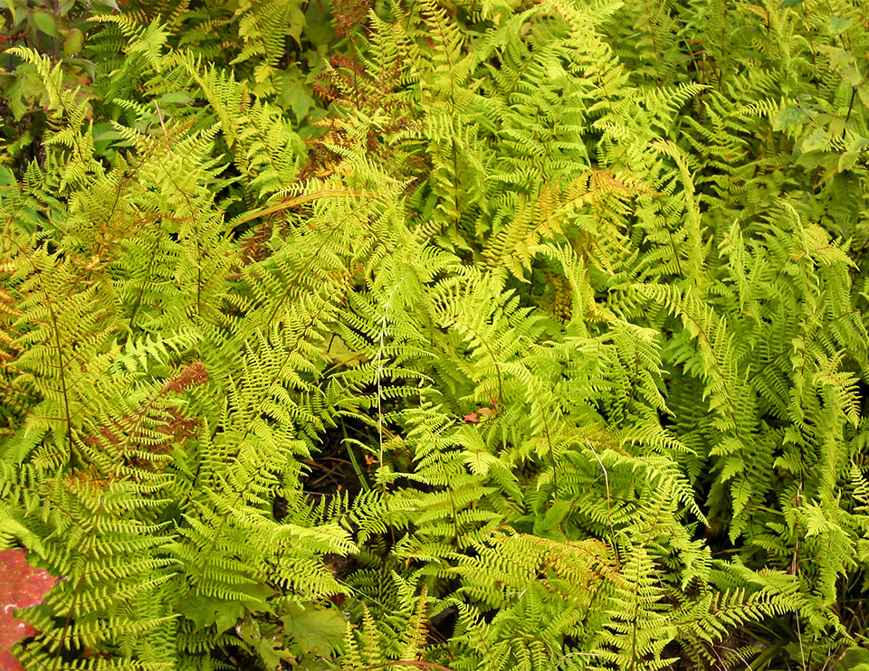Ferns of the Adirondack Park: Hay-scented Ferns (Dennstaedtia punctilobula) on the Logger's Loop Trail at the Paul Smith's College VIC (20 September 2004). Click for a larger image, opening in a new window. Ferns of the Adirondack Park: Hay-scented Ferns (Dennstaedtia punctilobula) on the Logger's Loop Trail at the Paul Smith's College VIC (20 September 2004).