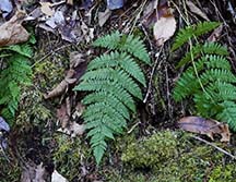 Adirondack Ferns: Intermediate Wood Ferns (Dryopteris intermedia) on the Potato Field Loop at John Brown Farm (29 November 2020).