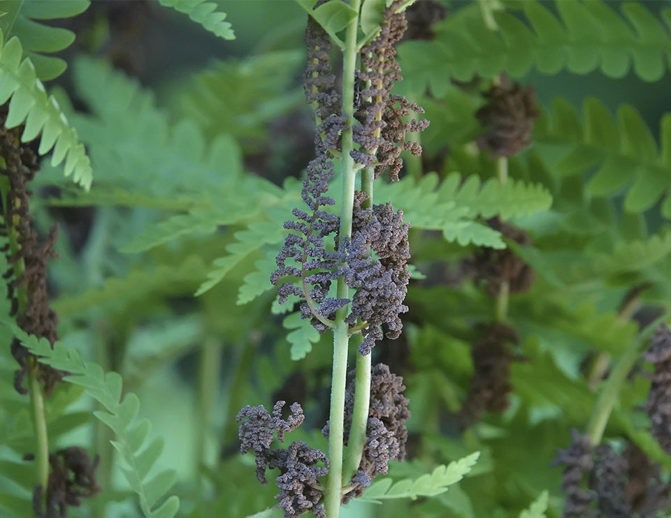 Ferns of the Adirondack Park: Interrupted Fern (Osmunda claytoniana) on the Big Field Loop at Heaven Hill (17 June 2020). Click for a larger image, opening in a new window. Ferns of the Adirondack Park: Interrupted Fern (Osmunda claytoniana) on the Big Field Loop at Heaven Hill (17 June 2020).