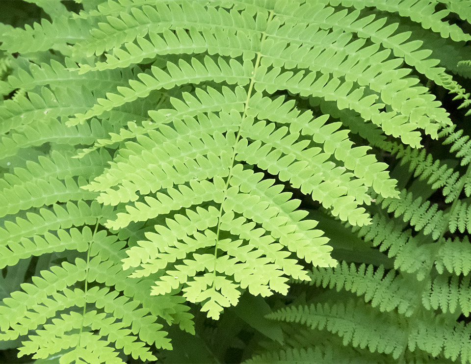 Ferns of the Adirondack Park: Interrupted Fern (Osmunda claytoniana) in the Fern Garden outside the Nature Museum at Heart Lake (28 June 2017). Click for a larger image, opening in a new window. Ferns of the Adirondack Park: Interrupted Fern (Osmunda claytoniana) in the Fern Garden outside the Nature Museum at Heart Lake (28 June 2017).