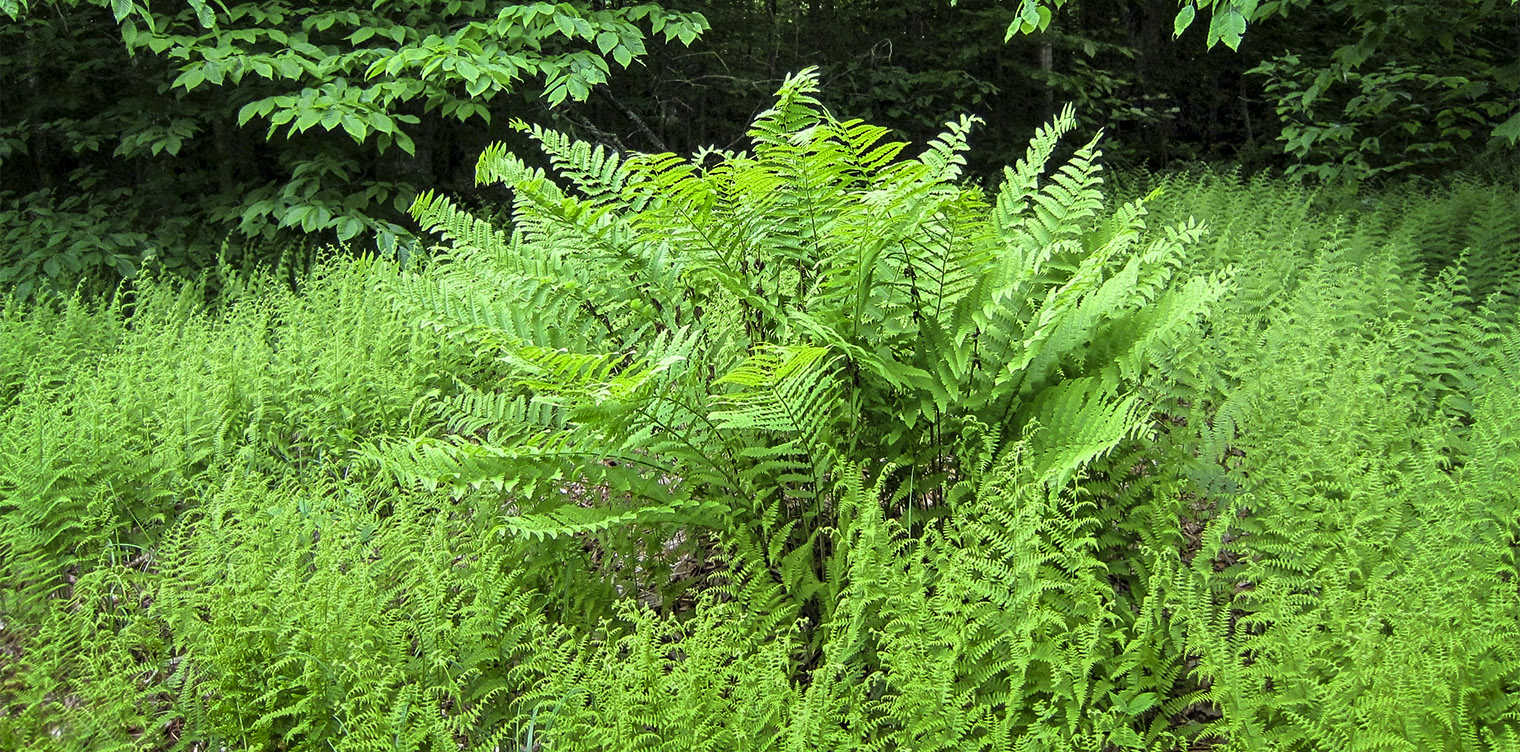 Ferns of the Adirondack Park: Interrupted Fern (Osmunda claytoniana) on the Logger's Loop Trail at the Paul Smith's College VIC (7 June 2012). cClick for a larger image,opening in a new window. Ferns of the Adirondack Park: Interrupted Fern (Osmunda claytoniana) on the Logger's Loop Trail at the Paul Smith's College VIC (7 June 2012).