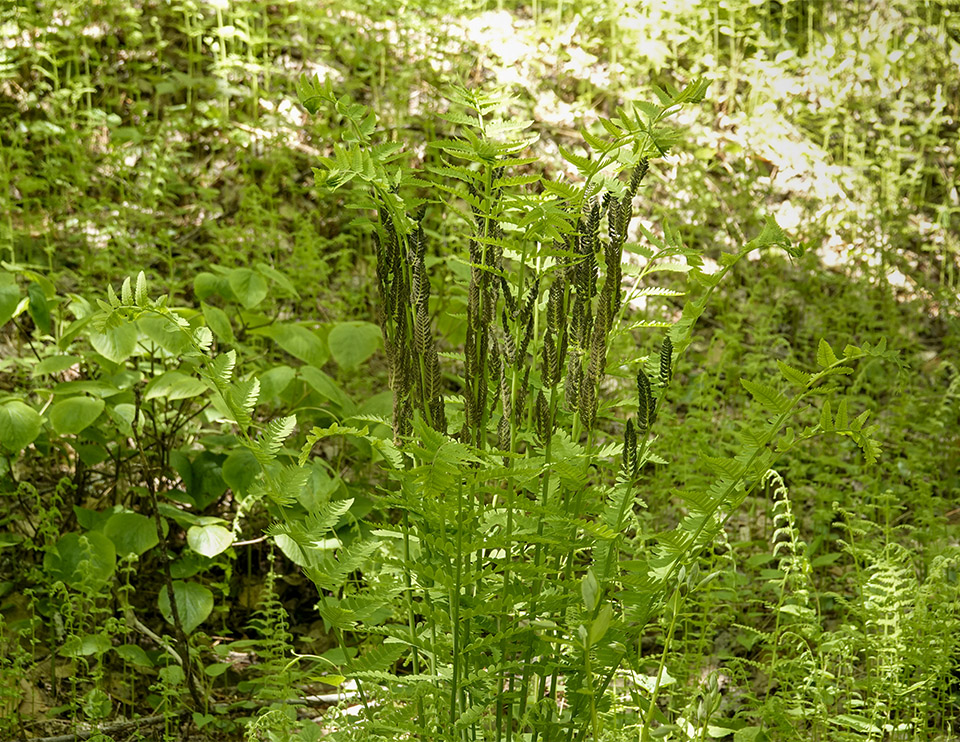 Ferns of the Adirondack Park: Interrupted Fern (Osmunda claytoniana) on the Logger's Loop Trail at the Paul Smith's College VIC (8 June 2019). Click for a large image, opening in a new window. Ferns of the Adirondack Park: Interrupted Fern (Osmunda claytoniana) on the Logger's Loop Trail at the Paul Smith's College VIC (8 June 2019).