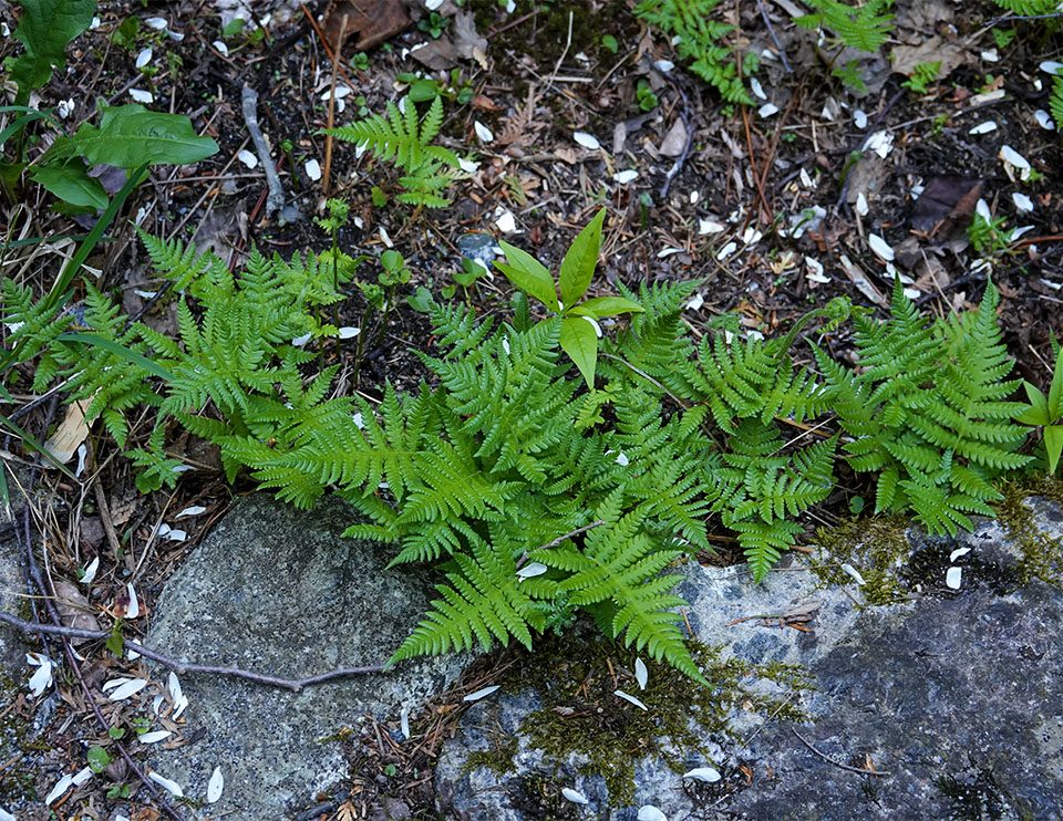 Ferns of the Adirondack Park: Long Beech Fern (Phegopteris connectilis) in the Fern Garden on the Heart Lake Trail (25 May 2018). Click for a larger image, opening in a new window. Ferns of the Adirondack Park: Long Beech Fern (Phegopteris connectilis) in the Fern Garden on the Heart Lake Trail (25 May 2018).