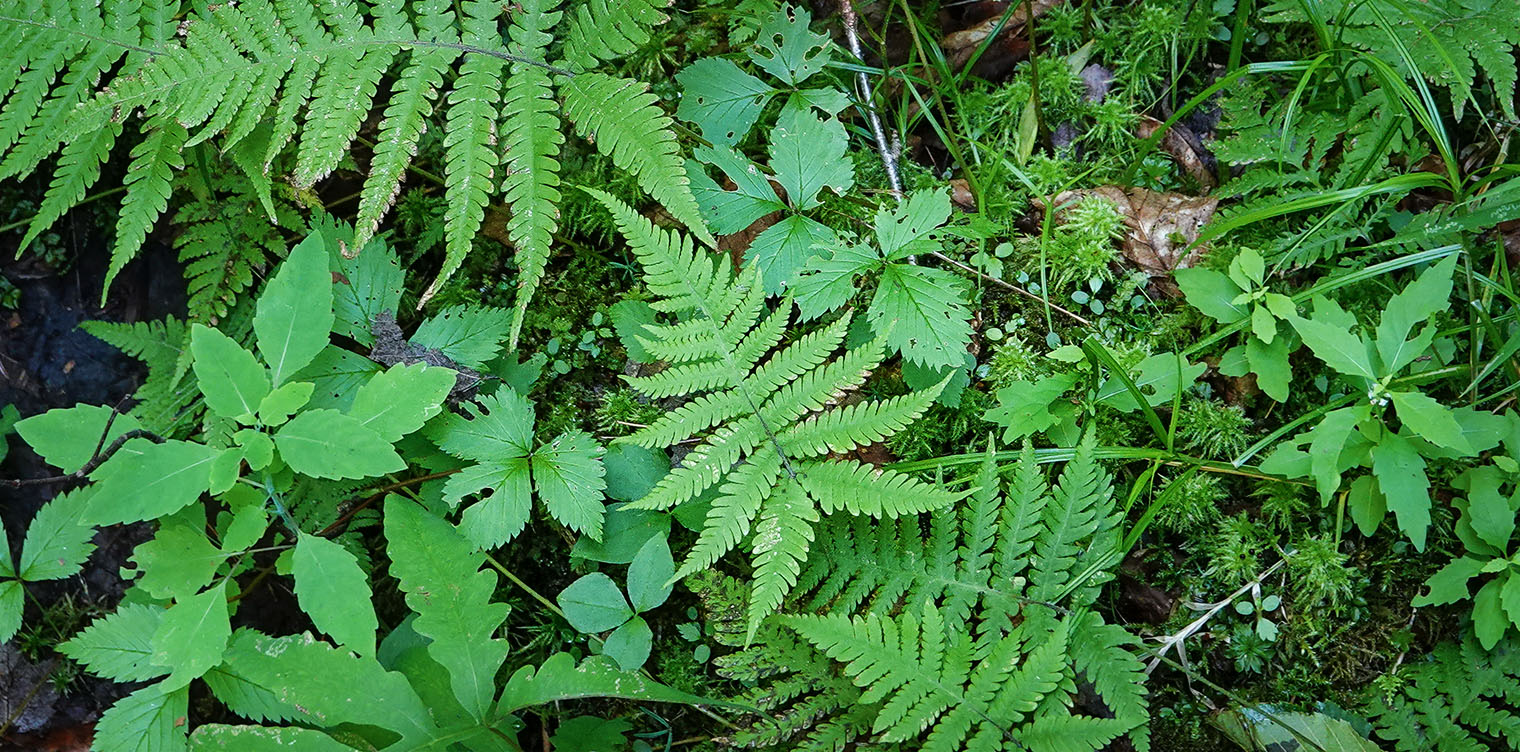 Ferns of the Adirondack Park: Long Beech Fern (Phegopteris connectilis) on the Sucker Brook Trail at the Adirondack Interpretive Center in Newcomb (5 August 2018). Click for a larger image, opening in a new window. Ferns of the Adirondack Park: Long Beech Fern (Phegopteris connectilis) on the Sucker Brook Trail at the Adirondack Interpretive Center in Newcomb (5 August 2018).