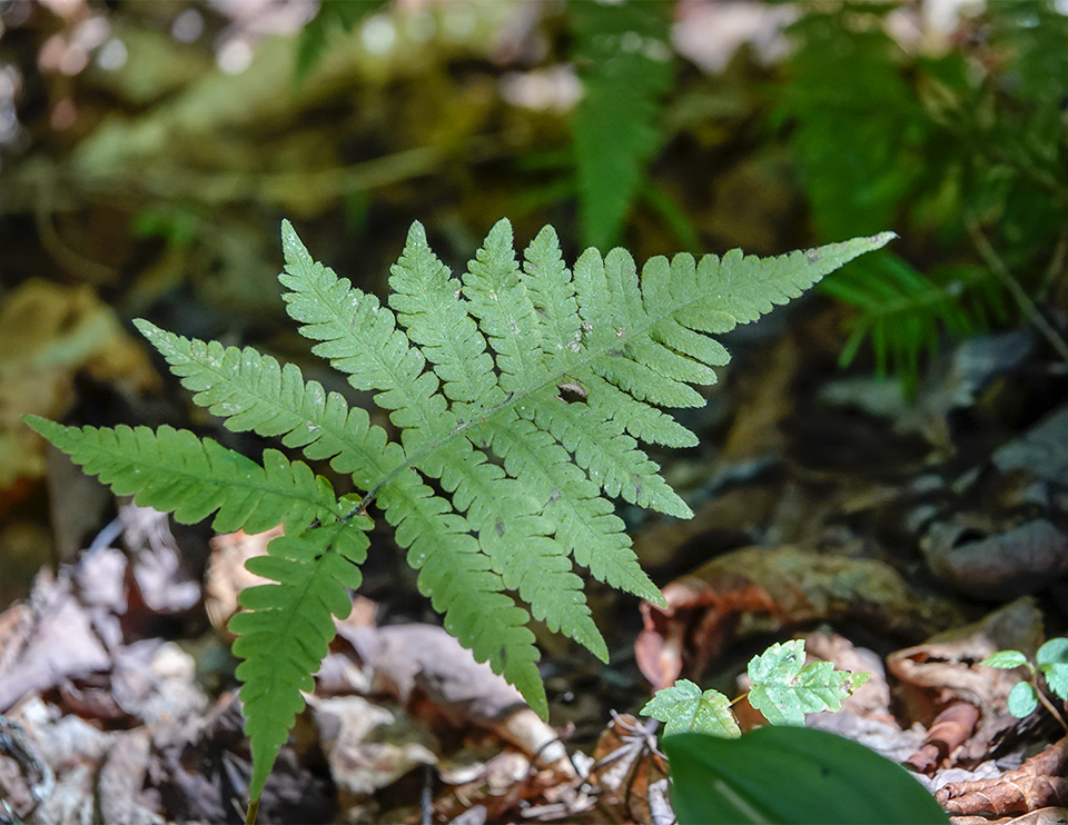 Ferns of the Adirondack Park: Long Beech Fern (Phegopteris connectilis) on the Sucker Brook Trail at the Adirondack Interpretive Center in Newcomb (5 August 2018). Click for a larger image, opening in a new window. Ferns of the Adirondack Park: Long Beech Fern (Phegopteris connectilis) on the Sucker Brook Trail at the Adirondack Interpretive Center in Newcomb (5 August 2018).