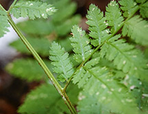 Adirondack Ferns: Mountain Wood Fern (Dryopteris campyloptera) on the Sucker Brook Trail at the Adirondack Interpretive Center (5 August 2018)