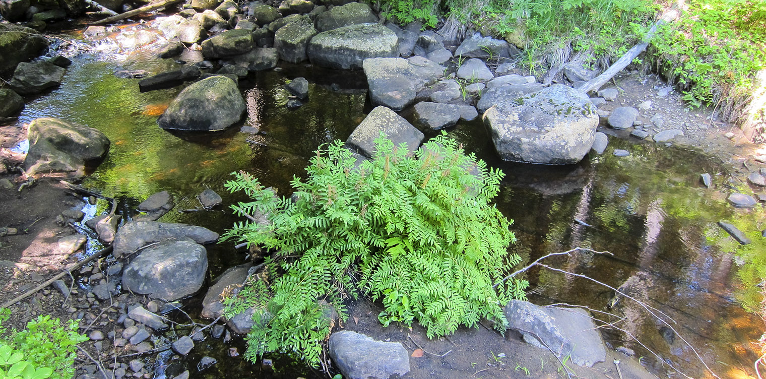 Ferns of the Adirondack Park: Royal Fern (Osmunda regalis) growing on the Barnum Brook Trail at the Paul Smith's College VIC (12 July 2012). Click for a larger image, opening in a new window. Ferns of the Adirondack Park: Royal Fern (Osmunda regalis) growing on the Barnum Brook Trail at the Paul Smith's College VIC (12 July 2012).