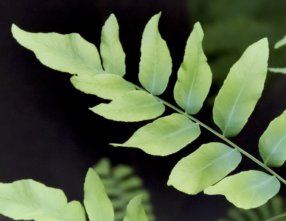 Ferns of the Adirondack Park: Royal Fern in the Fern Garden adjacent to the Nature Museum at Heart Lake (28 June 2017). Click for a larger image, opening in a new window. Ferns of the Adirondack Park: Royal Fern in the Fern Garden adjacent to the Nature Museum at Heart Lake (28 June 2017).
