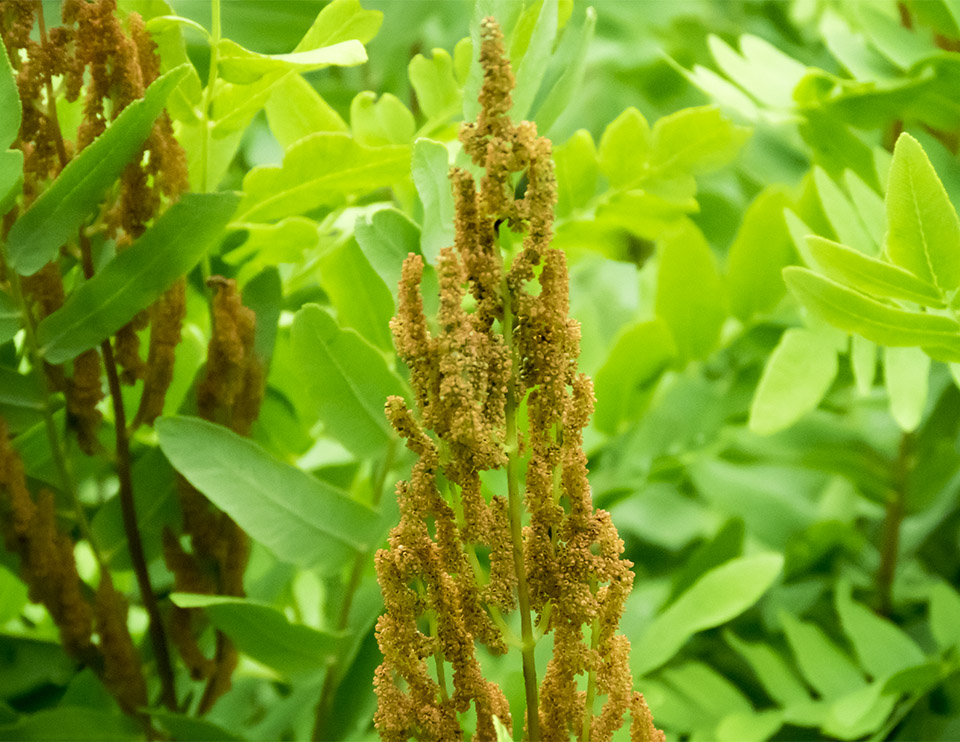 Ferns of the Adirondack Park: Spore cases of Royal Fern (Osmunda regalis var. spectablilis) on the Heart Lake Trail ski slope (28 June 2017). Click for a larger image, opening in a new window. Ferns of the Adirondack Park: Spore cases of Royal Fern (Osmunda regalis var. spectablilis) on the Heart Lake Trail ski slope (28 June 2017).