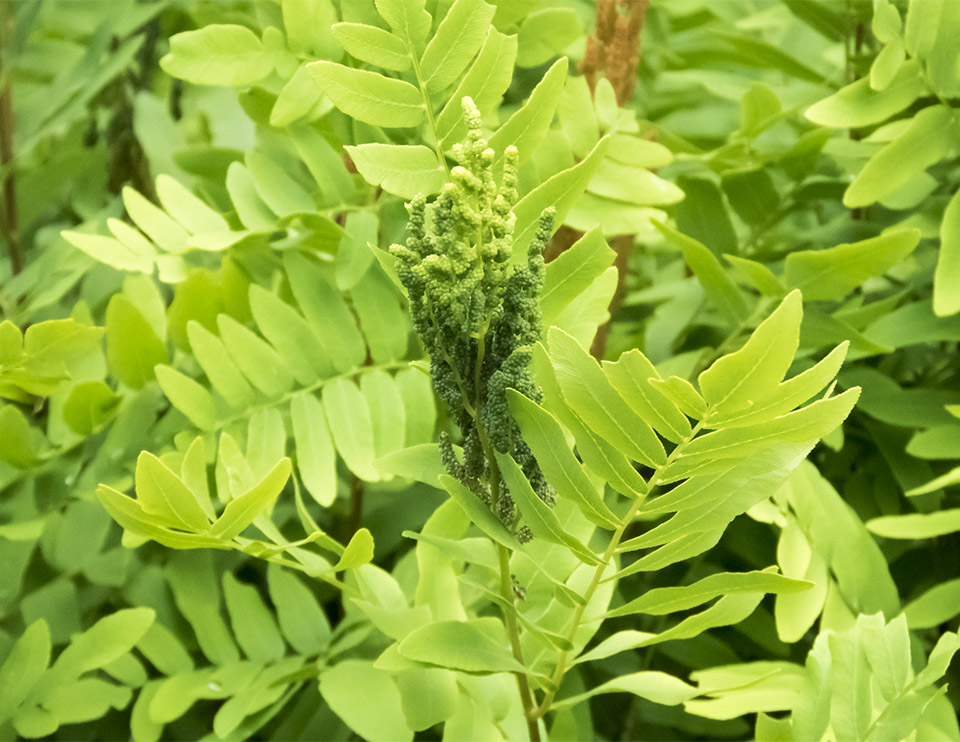 Ferns of the Adirondack Park: Royal Fern (Osmunda regalis) on the ski slope on the Heart Lake Trail (28 June 2017). Click for a larger image, opening in a new window. Ferns of the Adirondack Park: Royal Fern (Osmunda regalis) on the ski slope on the Heart Lake Trail (28 June 2017).