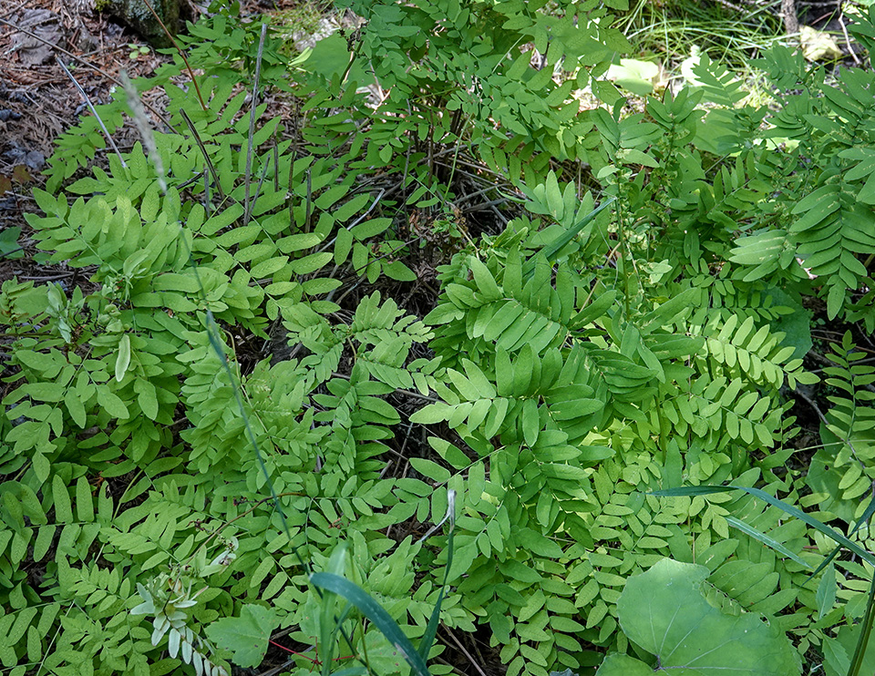 Ferns of the Adirondack Park: Royal Fern on the Sucker Brook Trail at the Adirondack Interpretive Center (5 August 2018). Click for a large image, opening in a new window. Ferns of the Adirondack Park: Royal Fern on the Sucker Brook Trail at the Adirondack Interpretive Center (5 August 2018).