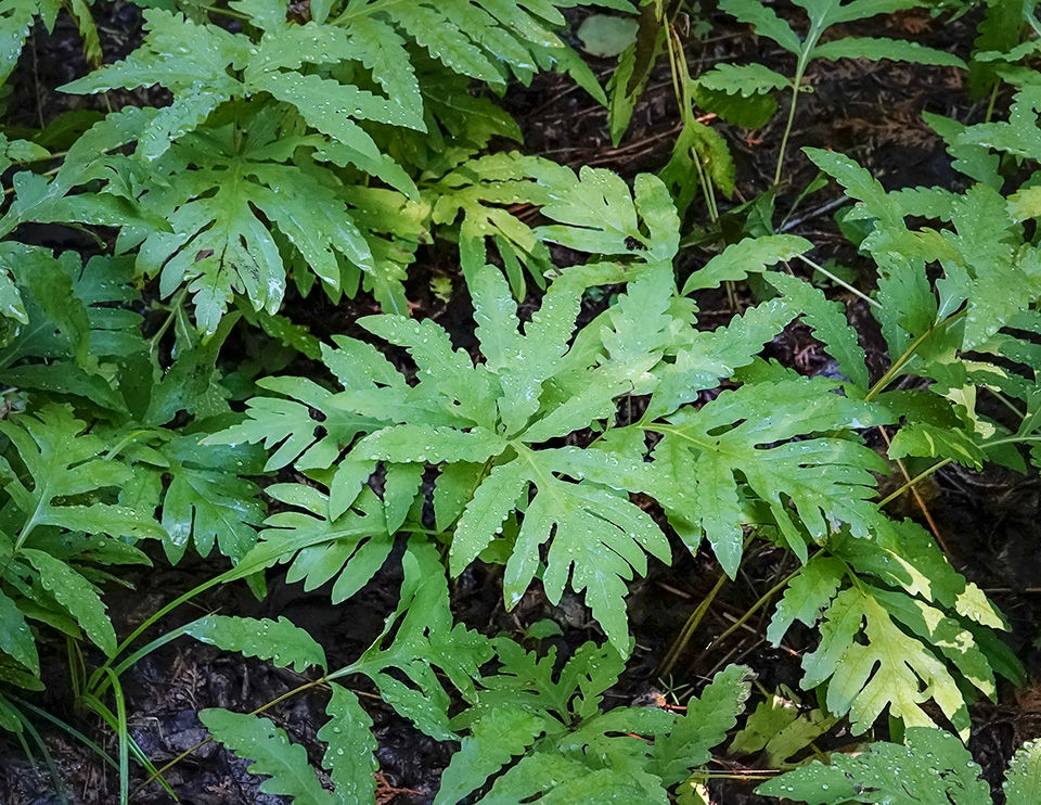 Ferns of the Adirondack Mountains: Sensitive Fern in the Fern Garden on the Heart Lake Trail (10 August 2018). Ferns of the Adirondack Mountains: Sensitive Fern in the Fern Garden on the Heart Lake Trail (10 August 2018).