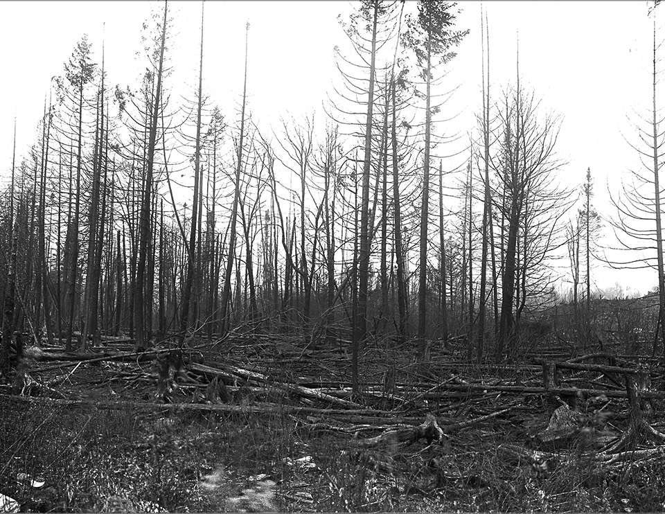 Adirondack Forest Fires: View of a forest in the aftermath of a fire on Saint Regis Mountain, 1908. New York State Archives, New York (State). Conservation Dept. Adirondack Forest Fires: View of a forest in the aftermath of a fire on Saint Regis Mountain, 1908. New York State Archives, New York (State). Conservation Dept.