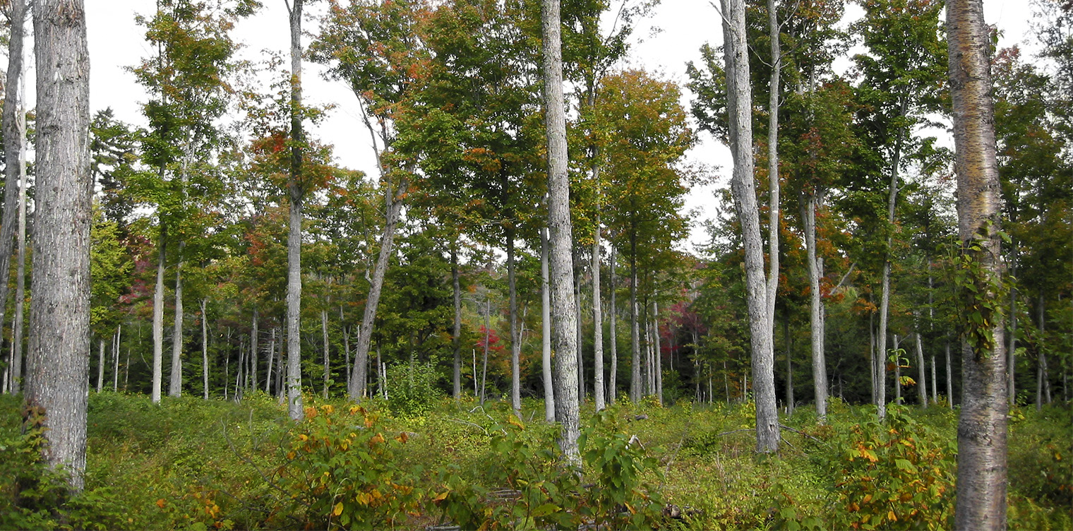 Ecological Succession in the Adirondacks: Forest recovery five years after logging on the Forest Ecosystem Research and Demonstration Area (FERDA) at the Paul Smiths VIC (20 September 2004). Ecological Succession in the Adirondacks: Forest recovery five years after logging on the Forest Ecosystem Research and Demonstration Area (FERDA) at the Paul Smiths VIC (20 September 2004).