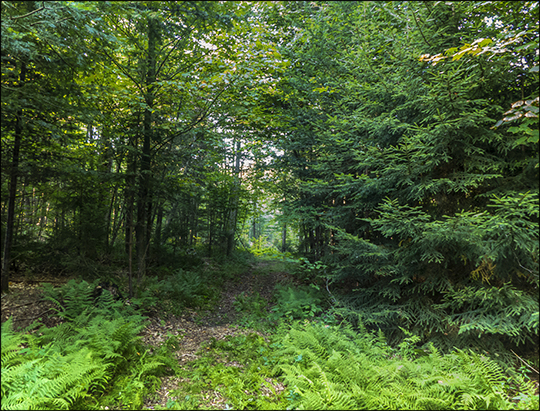 North end of the Fox Run Trail (21 August 2013) North end of the Fox Run Trail (21 August 2013)
