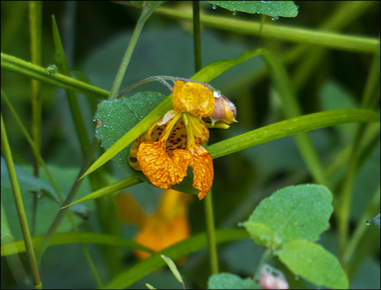 Adirondack Wildflowers: Spotted Touch-me-not on the Fox Run Trail (21 August 2013) Adirondack Wildflowers: Spotted Touch-me-not on the Fox Run Trail (21 August 2013)