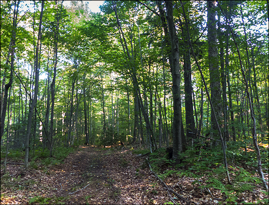 Adirondack Habitats: Hardwoods on the Fox Run Trail (21 August 2013) Adirondack Habitats: Hardwoods on the Fox Run Trail (21 August 2013)