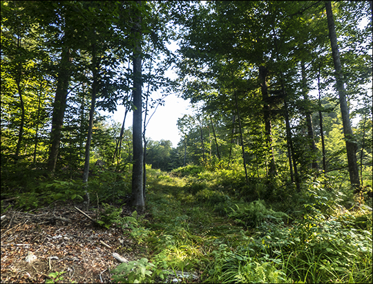 Recently logged area on the south end of the Fox Run Trail (21 August 2013) Recently logged area on the south end of the Fox Run Trail (21 August 2013)