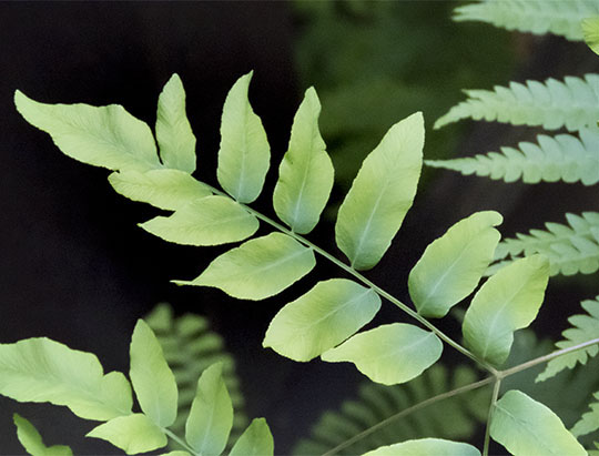 Adirondack Ferns: Royal Fern in the fern garden at the Nature Museum at Heart Lake (28 June 2017)