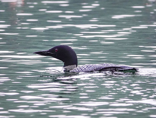 Adirondack Birds: Common Loon on Heart Lake (1 July 2018)