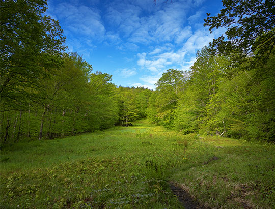 Adirondack Nature Trails: Ski slope on the Heart Lake Trail (4 June 2019)