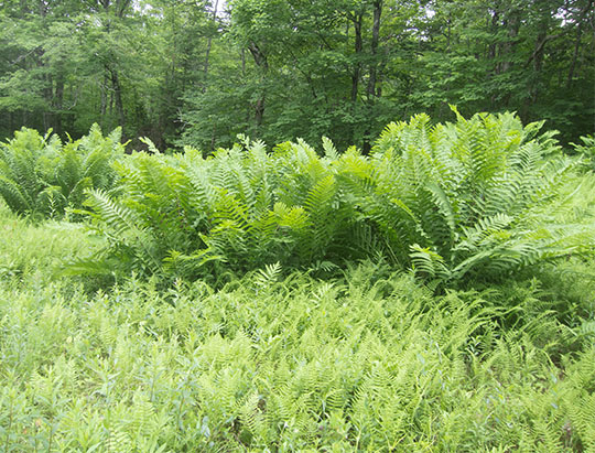 Adirondack Ferns: Interrupted Ferns on the ski slope on the Heart Lake Trail (28 June 2017)