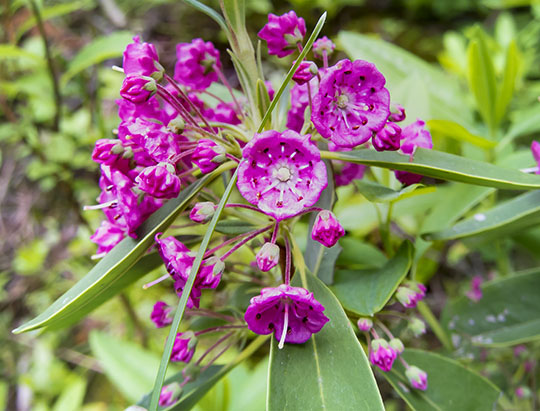 Adirondack Shrubs: Sheep Laurel on the Heart Lake Trail (28 June 2017)