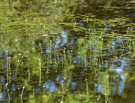 Adirondack Wildflowers: Pipewort on Heart Lake (30 August 2019)