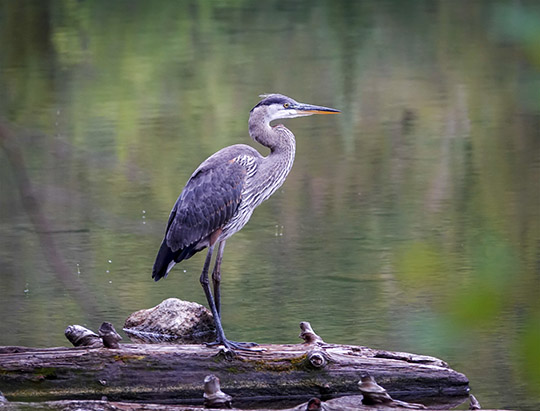 Adirondack Birds: Great Blue Heron on Heart Lake (1 August 2018)