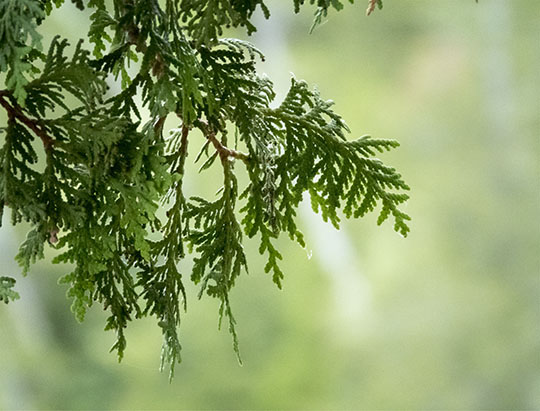 Adirondack Trees:  Northern White Cedar on the Heart Lake Trail (28 June 2017)