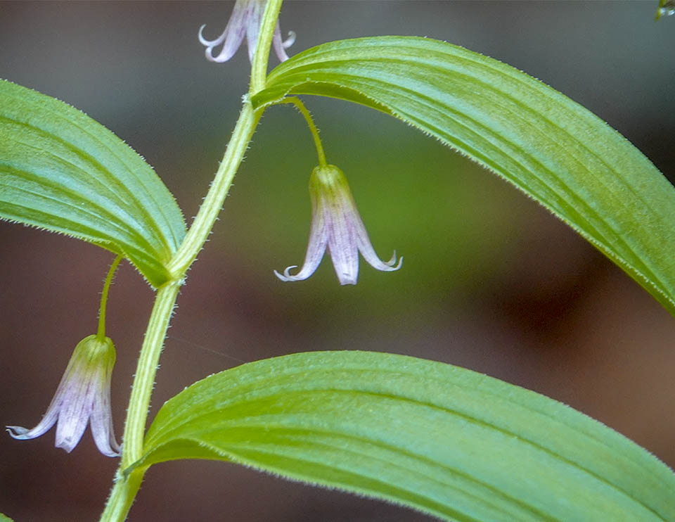 Adirondack Wildflowers: Rose Twisted Stalk in bloom on the Heaven Hill Trails (28 May 2018)