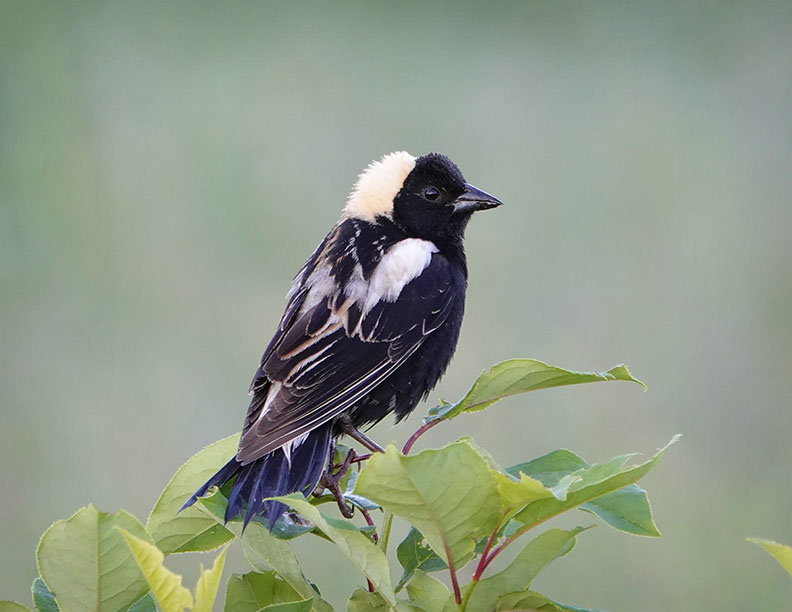 Adirondack Birds: Male Bobolink on the Big Field Loop (17 June 2018)