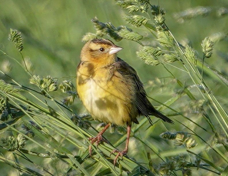 Adirondack Birds: Female Bobolink on the Big Field Loop (20 June 2018)