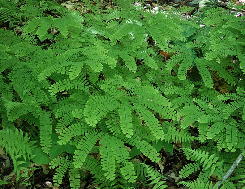 Adirondack Ferns: Maidenhair Fern on the Sugar Maple Trail (8 August 2018)