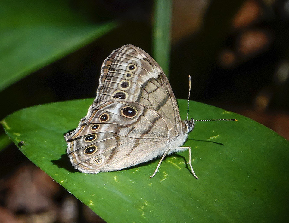 Adirondack Butterflies: Northern Pearly-eye on the Big Field Loop (8 July 2018)