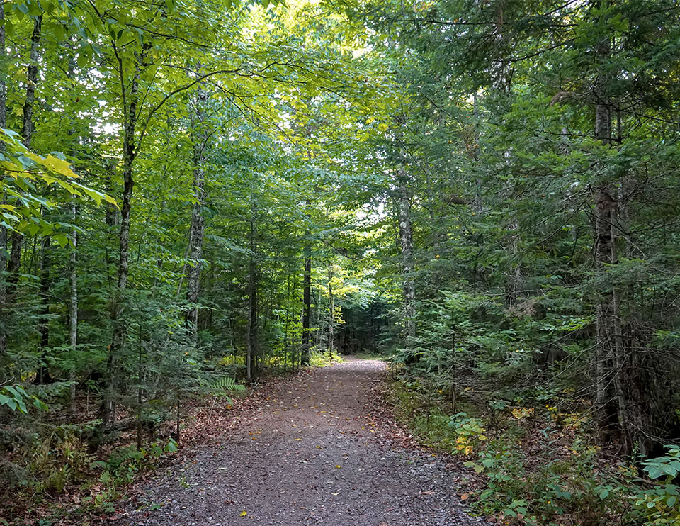 Adirondack Habitats: Mixed woods forest on the Big Field Loop (16 September 2018)