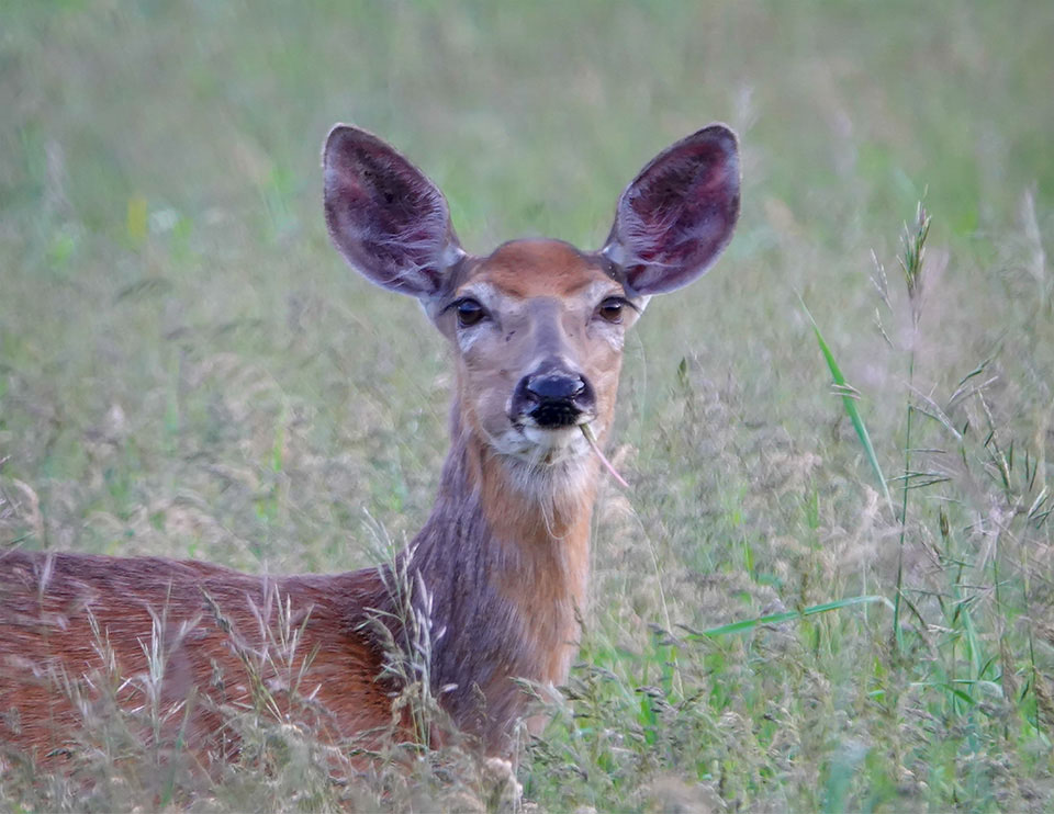 Adirondack Mammals: White-tailed Deer on the Big Field Loop (22 June 2018)