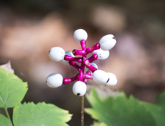 Adirondack Wildflowers: White Baneberry on the Henry's Woods Rocky Knob Trail (4 June 2015) Adirondack Wildflowers: White Baneberry on the Henry's Woods Rocky Knob Trail (4 June 2015)