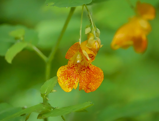 Adirondack Wildflowers: Spotted Touch-me-not on the Henry's Woods Loop Trail (18 August 2019)