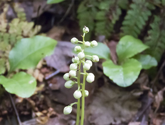 Adirondack Wildflowers: Shinleaf on the Henry's Woods Loop Trail (6 July 2017) Adirondack Wildflowers: Shinleaf on the Henry's Woods Loop Trail (6 July 2017)