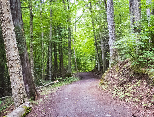 Adirondack Habitats: Mixed woods on the Henry's Woods Loop Trail (3 August 2015)