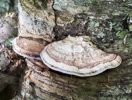Adirondack Mushrooms: Ganoderma applanatum on the Henry's Woods Rocky Knob Trail (16 September 2015) Adirondack Mushrooms: Ganoderma applanatum on the Henry's Woods Rocky Knob Trail (16 September 2015)