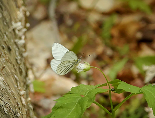 Adirondack Butterflies: Mustard White on the Henry's Woods Loop Trail (31 May 2019) Adirondack Butterflies: Mustard White on the Henry's Woods Loop Trail (31 May 2019)