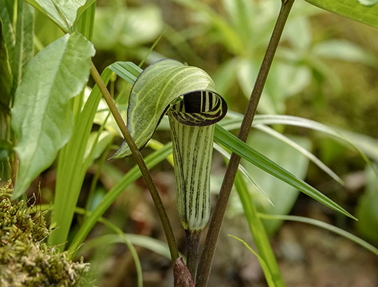 Adirondack Wildflowers: Jack-in-the-Pulpit on the Henry's Woods Loop Trail (31 May 2019) Adirondack Wildflowers: Jack-in-the-Pulpit on the Henry's Woods Loop Trail (31 May 2019)