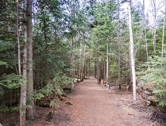 Adirondack Habitats: Conifer forest on the Henry's Woods Trails (28 September 2015) Adirondack Habitats: Conifer forest on the Henry's Woods Trails (28 September 2015)
