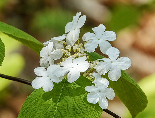 Adirondack Shrubs: Hobblebush on the Henry's Woods Loop Trail (23 May 2018)