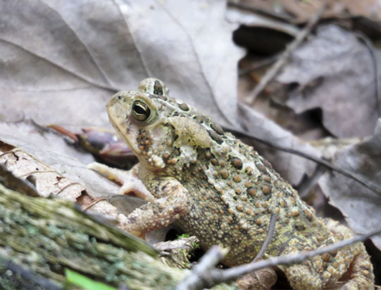 Adirondack Amphibians: American Toad on the Henry's Woods Plateau Trail (6 July 2017)